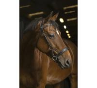 Bridons équitation Norton Pro Side-Pull Noir Cheval