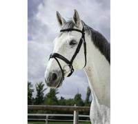 Bridons équitation Norton Pro Soft Noir Cheval