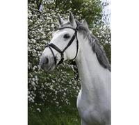 Bridons équitation Norton Pro Strass Noir Pur-sang