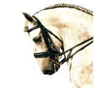 Bridons équitation pour cheval double Zaldi Sanjorge Noir TU