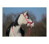 Bridons équitation T de T Sidepull Biotack® Violet Pur-sang
