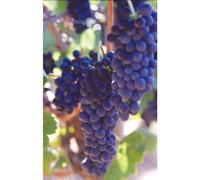 Brief History Of Wine Dvd
