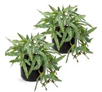 Briful Lot de 2 petites fougères artificielles d'intérieur Pteris Cretica de 22,9 cm, fausses fougères dans un pot en céramique noire, plantes artificielles décoratives pour la maison, le salon, la