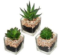 Briful Lot de 3 plantes succulentes artificielles en pot dans un mini pot carré en verre transparent - Idéal pour le bureau, la maison