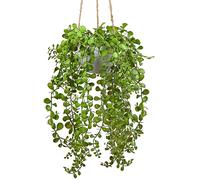 Briful Plantes artificielles Ficus Pumila - Décoration murale - Hauteur : 35,5 cm - À suspendre