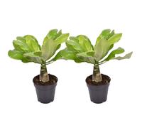 Brighamia insignis - 2