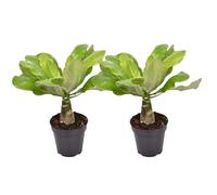 Brighamia Insignis - Set de 2 - Palmier hawaïen - Pot 12cm - Hauteur 25-35cm
