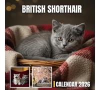 British Shorthair Cats Calendar 2026