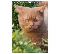 British Shorthair (Wall Calendar 2026 DIN A4 portrait), CALVENDO 12 Month Wall Calendar: Beautiful Outdoor Photos of British Shorthair Cats