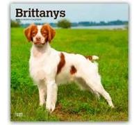 Brittanys | Calendrier mural mensuel carré 2026 30,5 x 61 cm | Sans plastique | BrownTrout | Animaux races de chiens