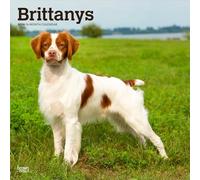 Brittanys | Calendrier mural mensuel carré 2026 30,5 x 61 cm | Sans plastique | BrownTrout | Animaux races de chiens