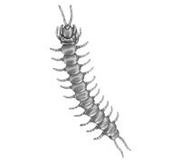 Broche Chilopod en métal antique pour rehausser les chemises formelles Punk, One Size, Comme décrit