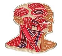 Broche en émail : cœur, poumons, intestin, cerveau et système nerveux, Klein, Métal non précieux