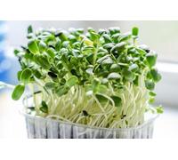 Brocoli Bio Microgreens, micropousses, 10 Grams