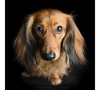 Broderie Diamant 5D Diamonds Painting Kit Complet Teckel Poil Long Diamant Peinture Kits Pour Adultes Strass,Diamant Arts Craft Pour La Décoration Murale À La Maison - 40 × 50cm