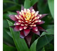 Bromélia Guzmania Francesca | Plante d'intérieur à fleurs exotiques et feuilles persistantes | Plante d'intérieur en pot pour la maison, le bureau ou la cuisine (45-55 cm, pot inclus)
