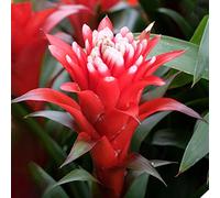 Bromélia Guzmania Hope | Plante d'intérieur à fleurs exotiques et feuilles persistantes | Plante d'intérieur pour la maison, le bureau ou la cuisine (40-50 cm pot inclus)