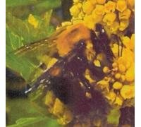 Broncho - Natural Pleasure (Translucent Green Vinyl) [VINYL]