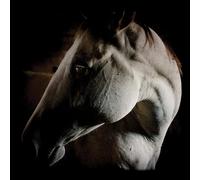 How to kill a horse