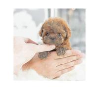 (Brown)My Realistic Robot Puppy Electronic Interactive Pet Dog Cute Gifts Toys for Girls Kids