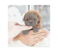 (Brown)My Realistic Robot Puppy Electronic Interactive Pet Dog Cute Gifts Toys for Girls Kids