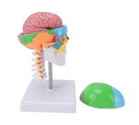 Brrnoo Crâne coloré avec Cerveau et Colonne Cervicale, Crâne Anatomique Humain en PVC avec Calotte Crânienne Amovible et Base Solide, Aimants et Tige de Support en Acier Inoxydabl