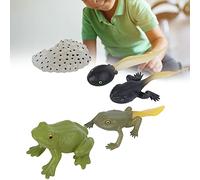 Brrnoo Kit Tadpole to, Life Cycle Toys For Kids Miniature Educational Biology Toy Animal Life Cycle Model Figure Kit For Boys Girls Kid Toddlers