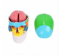 Brrnoo Modèle D'anatomie de Crâne Humain avec Cerveau Détachable et Régions Codées par Couleur pour L'éducation en Classe Modèle D'enseignement Décoration D'anatomie du Cerveau Humain