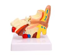 Brrnoo Modèle D'anatomie de L'oreille Humaine Agrandi 1,5X avec Structures de L'oreille Interne Moyenne Externe pour Affichage éducatif, Modèle d'oreille Anatomique en PVC