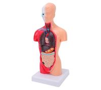 BRRNOO Modèle D'anatomie du Corps Humain 15 Pièces Amovibles Modèle Anatomique du Torse Humain de 11,02 Pouces pour L'affichage de L'éducation Médicale Scolaire