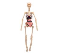 Brrnoo Modèle D'anatomie Humaine 3D, Squelette Transparent avec Organes Amovibles pour Enfants, Outil éducatif pour Les études de Biologie Humaine