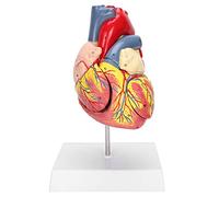 Brrnoo Modèle de Coeur Humain 48 Structures internes anatomiques, modèle médical de Coeur numéroté anatomiquement précis en 2 Parties, 3 x pièces Amovibles à Usage pédagogique