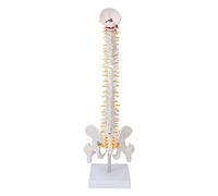 Brrnoo Modèle de Colonne Vertébrale, avec Modèle de Colonne Vertébrale de pour l'anatomie pour l'enseignement de la Classe des Sciences