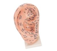BRRNOO Modèle de Point D'acupuncture Auriculaire, Tableau de Réflexologie Auriculaire, Outil avec étiquettes Claires, ABS Ne Se Décolore Pas, pour Salon de beauté, école de