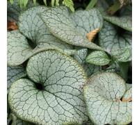 Brunnera Silver Spear - Vivace Myosotis du Caucase en pot