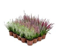 Bruyère Calluna Vulgaris Plante en pot / conteneur - Résistant au froid - Mélange de couleurs (20 pièces/4 couleurs)
