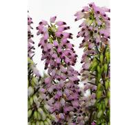 Bruyère d'hiver 'spring surprise' taille du pot - en pot de 5 litres