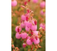 Bruyère d'irlande 'rosella' taille du pot - en pot de 2 litres