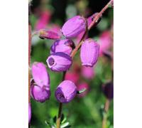 Bruyère d'irlande 'vanessa' taille du pot - en pot de 2 litres