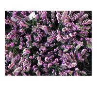 Bruyère rose 10-12 cm - Erica carnea roze/rose | pot 10,5 cm