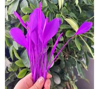 BTYQKZVPM plumes pour sapin de Noël, Plumes multicolores 15-20cm, for artisanat, décorations de fête mariage, paquet 50 à 100 pièces(Purple Red,100pcs)