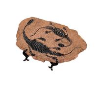 BUBEFSKD Résine Dinosaure Fossile Statue Modèle Squelette Simulé Maison Bureau Présentoir Résines Ornements Décoratifs Fossiles