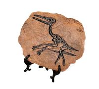 BUBEFSKD Résine Dinosaure Fossile Statue Modèle Squelette Simulé Maison Bureau Présentoir Résines Ornements Décoratifs Fossiles