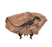 BUBEFSKD Résine Dinosaure Fossile Statue Modèle Squelette Simulé Maison Bureau Présentoir Résines Ornements Décoratifs Fossiles