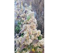 Buddleia auriculata/Arbre aux papillons d'hiver/Conteneur de 3 à 4 litres/Arbuste parfumé