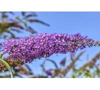 Buddleia davidii - Arbre à papillons - vivace
