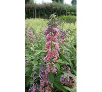 Buddleia davidii 'Bicolore' / Arbre aux papillons/Godet/Arbuste