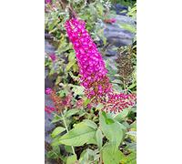 Buddleia davidii BUTTERFLY™RED/Arbre aux papillons rouge/Conteneur de 3 à 4 litres