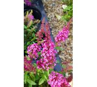 Buddleia davidii BUZZ 'Hot Raspberry'® / Arbre aux papillons nain/Conteneur de 3 à 4 litres