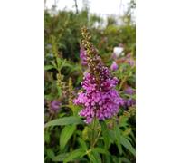 Buddleia davidii BUZZ 'Violet'® / Arbre aux papillons nain/Conteneur de 3 à 4 litres